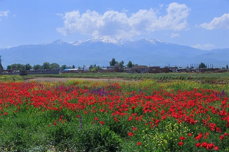 طبیعت بکر اردبیل در فصل بهار در جای‌جای خود مملو از شقایق‌هاییست که سر به آسمان بلند کرده و به زیبایی جلوه‌گری می‌کنند.